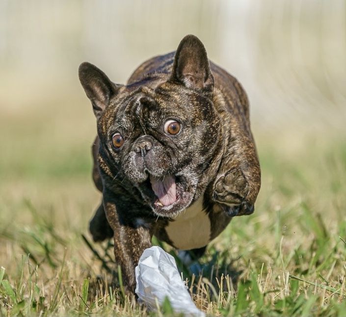 Irresistible “Lapsitter” and Versatile Performer